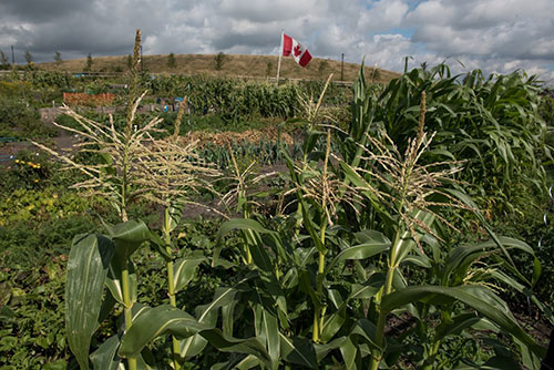 A community garden plot in Griesbach