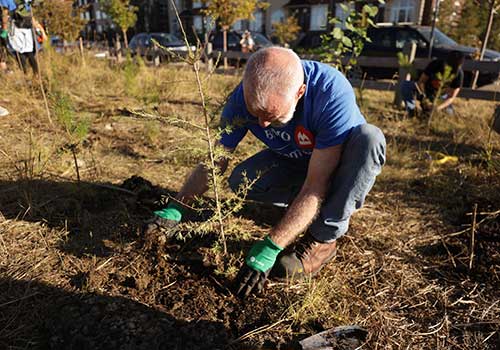 Root for Trees Corporate Volunteer