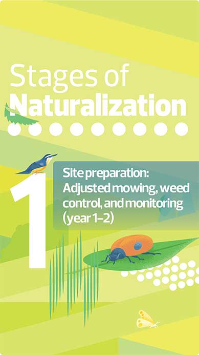 Stages of naturalization infographic