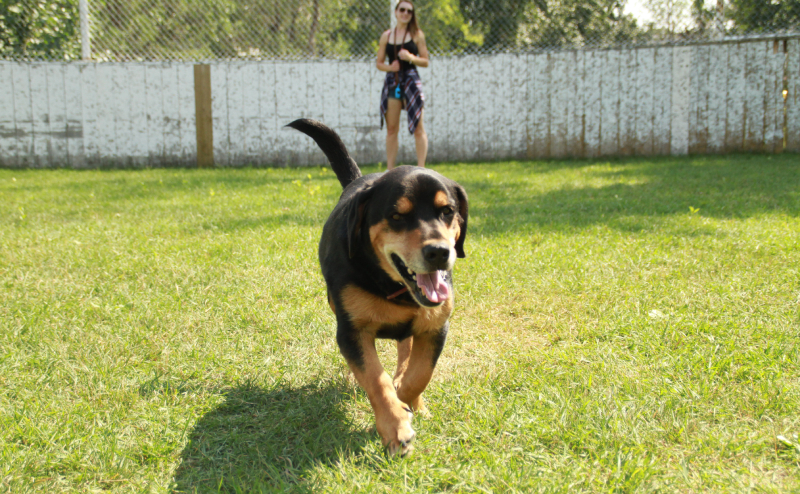 person with dog playing in park