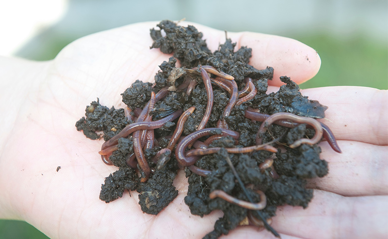 red worms in hand