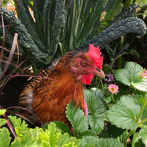 A chicken in a garden