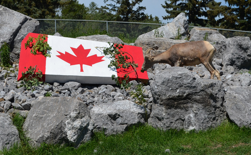A curious bighorn sheep inspecting a Canada flag painted on a rock.