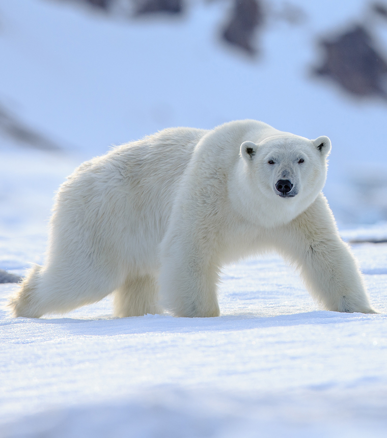A polar bear