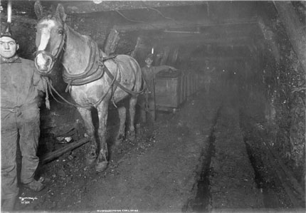 A horse in a mine, standing before mine carts.