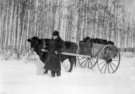 An ox pulling a wagon filled with coal through the snow.