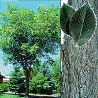 American elm identification - tree form, bark and leaves