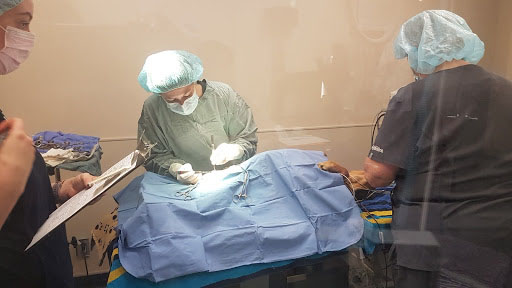 Veterinarians perform surgery on the severely emaciated dog.