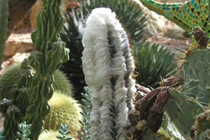 Wolly Torch Cactus
