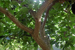 Japanese Persimmon Tree