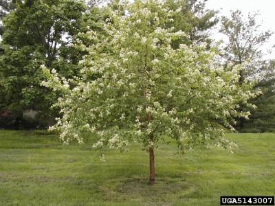 Amur cherry tree