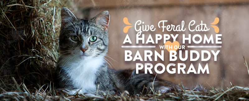Barn Buddy Program gives cats a happy home. 