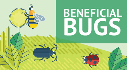 There are beneficial bugs in your backyard.