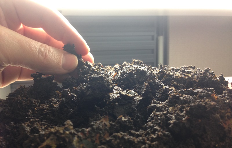 Bright light make the worms burrow to the bottom of a pile of castings.  Compost can be skimmed from the top and used as fertilizer.