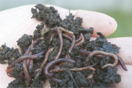 Composting earthworms are smaller than garden earthworms.
