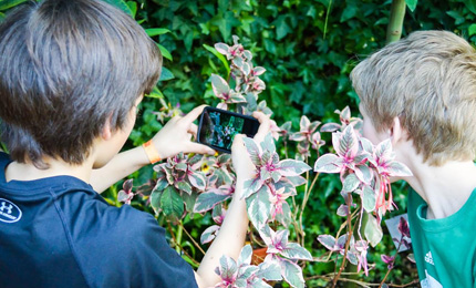 Two kids photographing flowers with a smart phone.