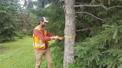 City crews assessing tree health