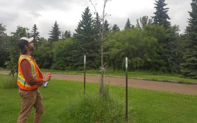 City arborist assessing tree health.