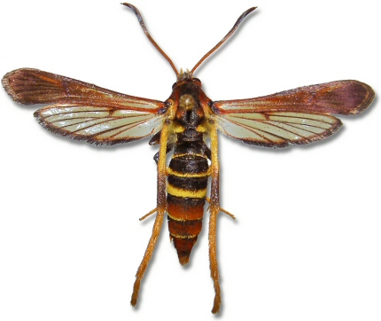 adult ash borer moth