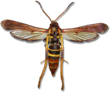 Adult Ash Borer insect