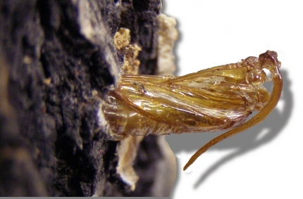 Ash Borer pupal skin