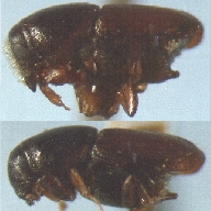 elm bark beetles