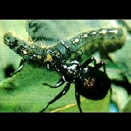 A ground beetle attacking a forest tent caterpillar.
