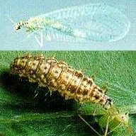 Green lacewing adult (top) and larvae (aphid-lion) eating an aphid.
