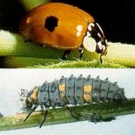 Ladybird beetle adult