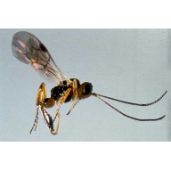 Birch Leafminer insect