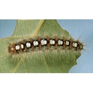 A feeding satin moth caterpillar