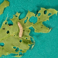 Spiny Ash Sawfly