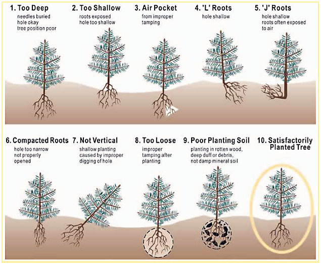 A diagram depicting the appearance of trees planted in various circumstances, such as being planted too deep or too shallow.