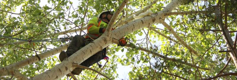 City staff pruning trees