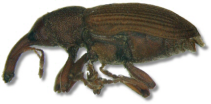 Red Elm Bark Weevil Adult