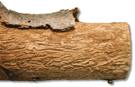Red Elm Bark Weevil Galleries and Emergence Hole