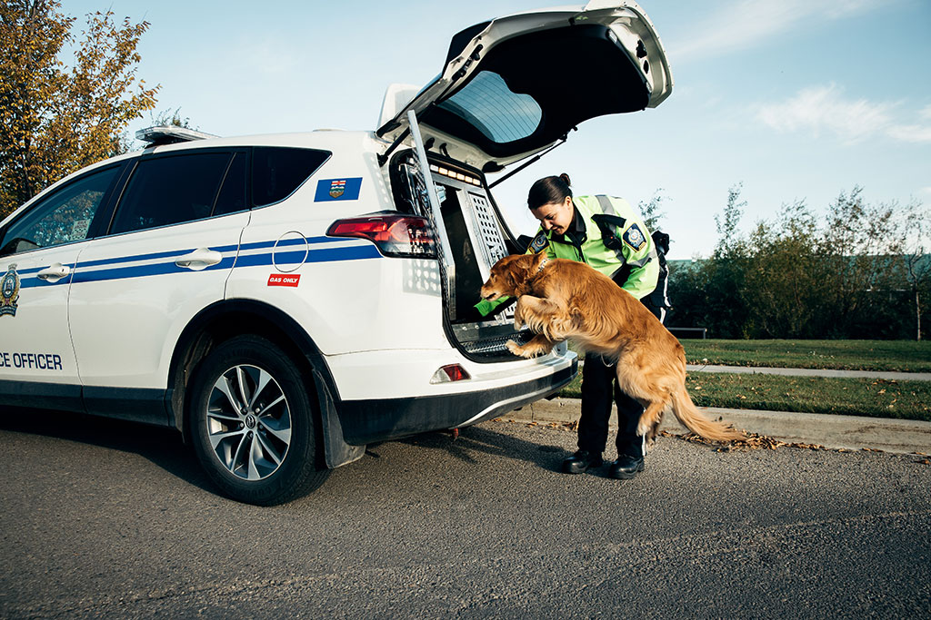 A dog jumping into the back of a Animal Protection Services vehicle.