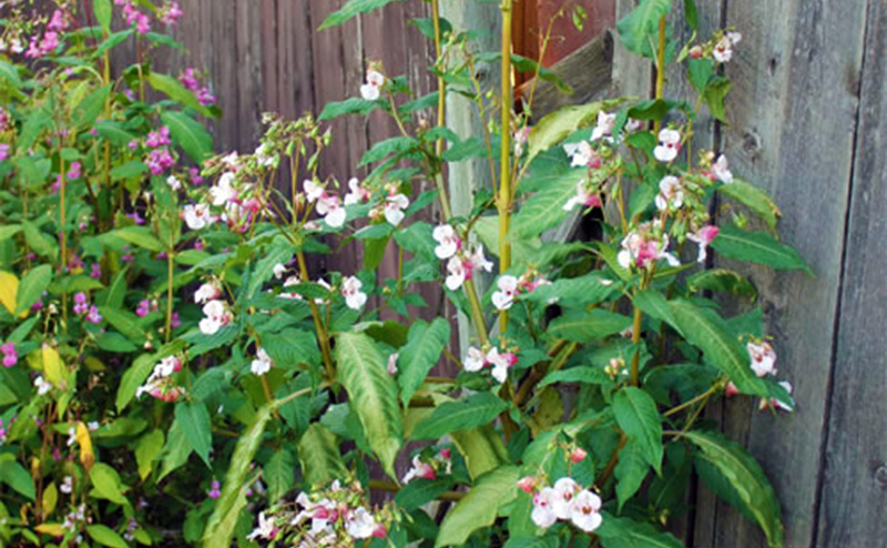 Himalayan Balsam is a weed that needs to be removed from your property.
