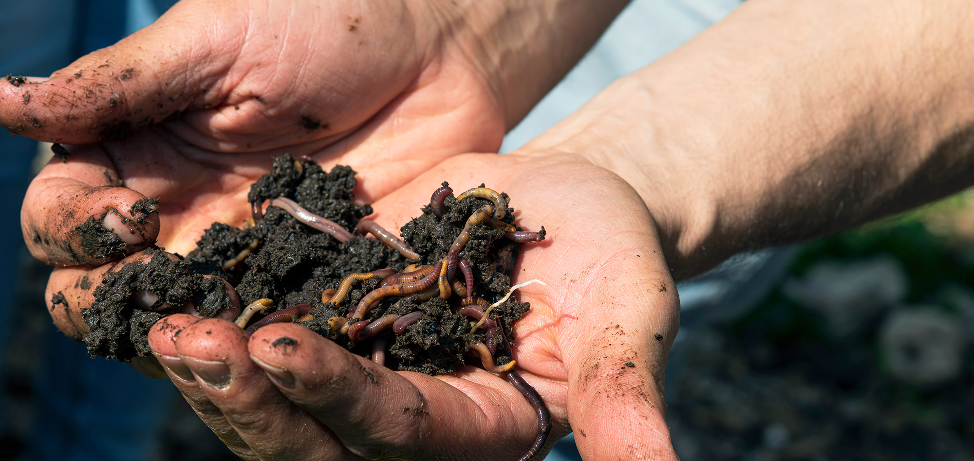 red composting worms in hands