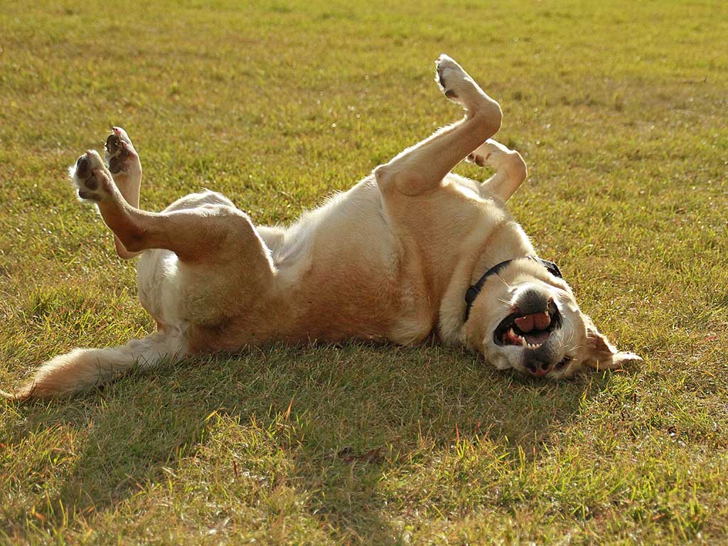 Dog rolling in grass