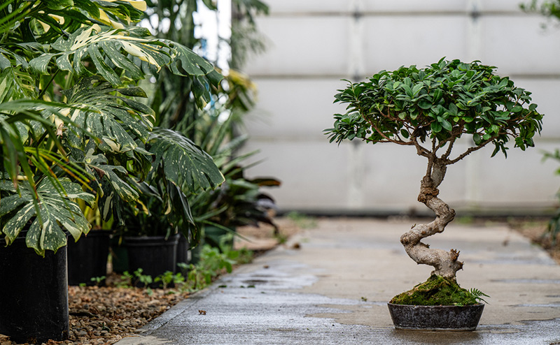Bonsai and Blooms Feature