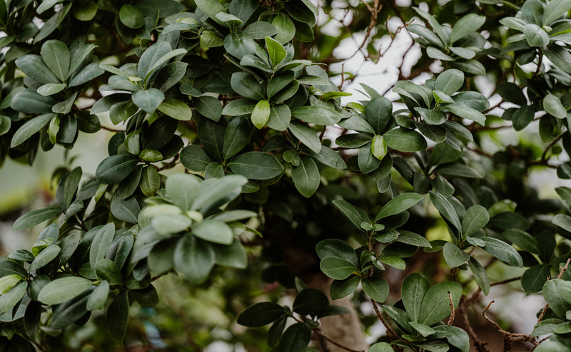 Bonsai and Bloom Feature 2