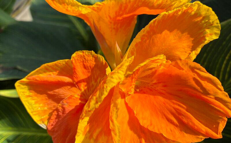 Bonsai and Blooms Feature photo 3