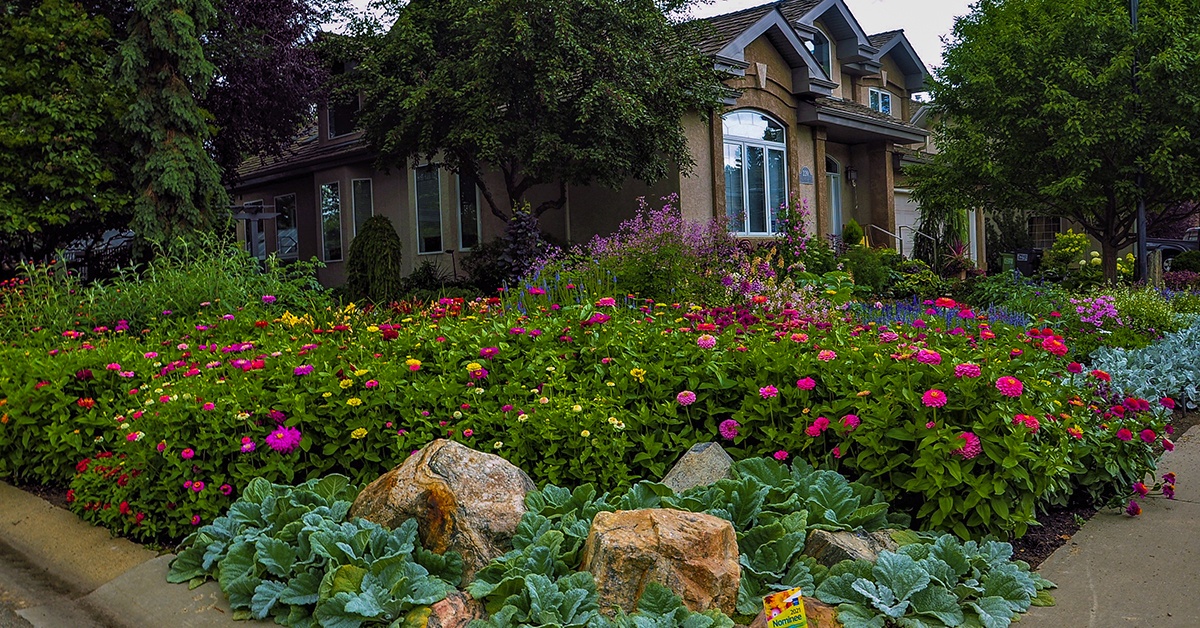 front yard with flowers