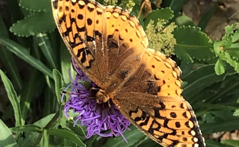 A brown and yellow butterfly on a purple and magenta flower.