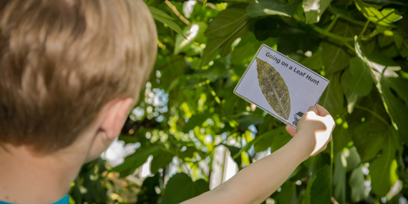 Photo of a young boy holding a picture of a leaf next to an actual leaf on a plant, attempting to identify the type of leaf.