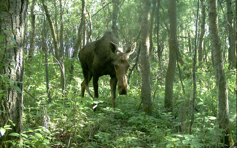 A moose walking towards the camera