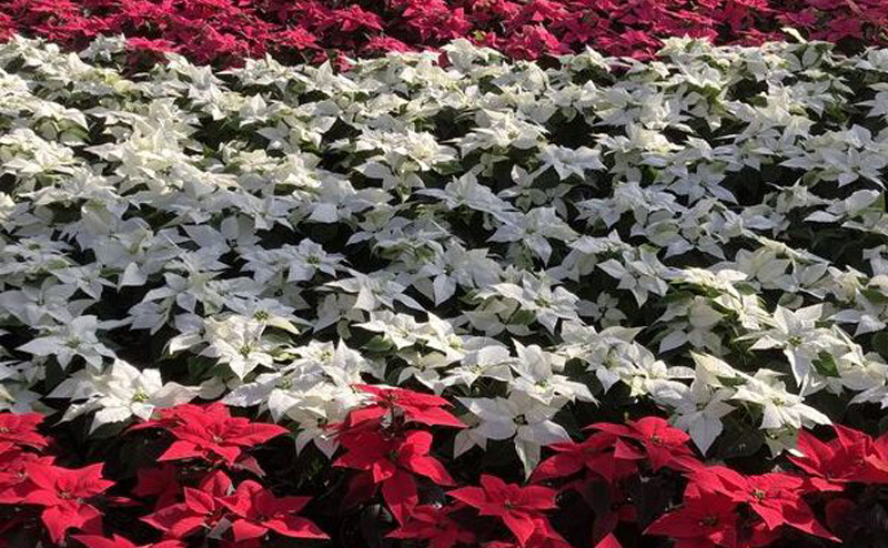 Red and white poinsettias