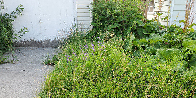 Yard with uncut weeds
