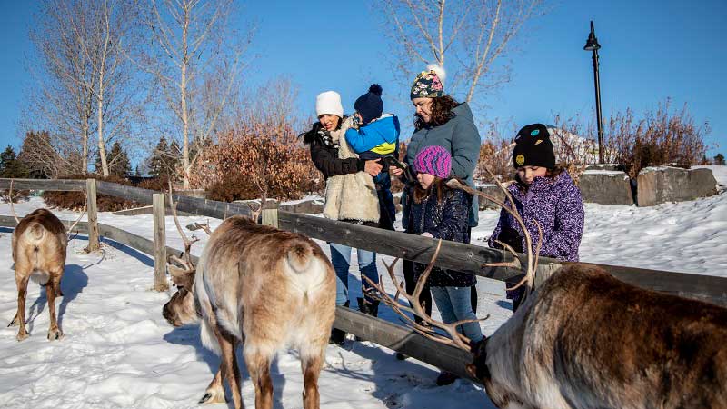 Zoo visitors viewing a herd of reindeer